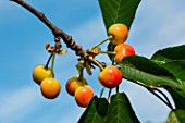 Ripening cherries on the tree, Provence, France