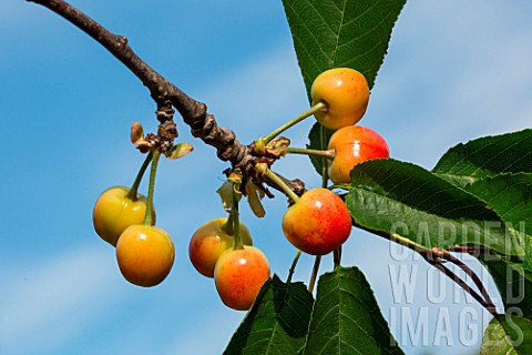 Ripening_cherries_on_the_tree_Provence_France
