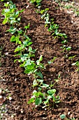 Bush bean seedling, Provence, France