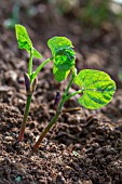 Seedling bush beans in the vegetable garden, Provence, France