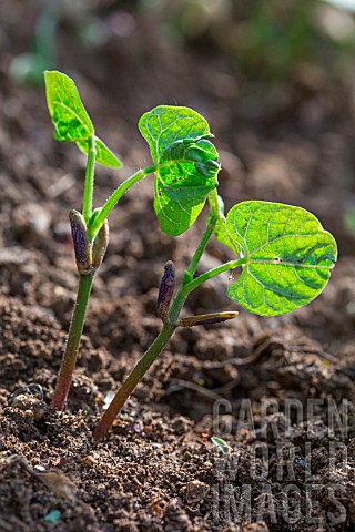 Seedling_bush_beans_in_the_vegetable_garden_Provence_France