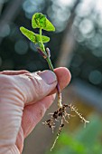 Bean seedling, Provence, France