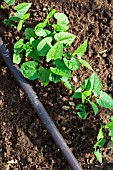 Bean seedlings and irrigation drip in Vegetable Garden, Provence, France