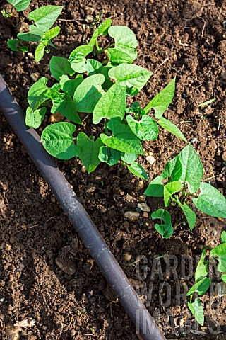 Bean_seedlings_and_irrigation_drip_in_Vegetable_Garden_Provence_France