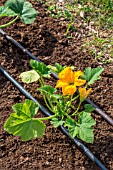 Zucchini plant and irrigation drip in Vegetable Garden, Provence, France