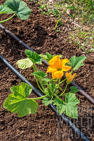 Zucchini_plant_and_irrigation_drip_in_Vegetable_Garden_Provence_France