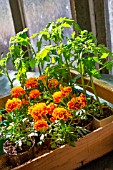 Tagetes and Tomato seedlings, Provence, France