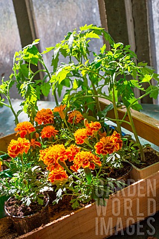 Tagetes_and_Tomato_seedlings_Provence_France