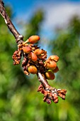 Dried unripe cherries on branch, Provence, France