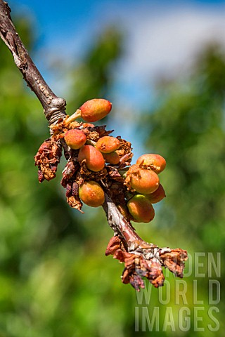 Dried_unripe_cherries_on_branch_Provence_France