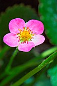 Fragaria vesca Vivarosa