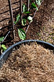 Nettle Mulch and Aubergine seedlings, Vegetable Garden, Provence, France