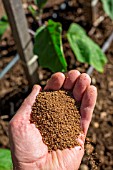 Fertilizing the vegetable garden, Provence, France