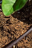 Fertilizing the vegetable Garden, Provence, France