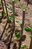 Solanum melongena (aubergine) plants and grass mulch in Vegetable Garden, Provence, France