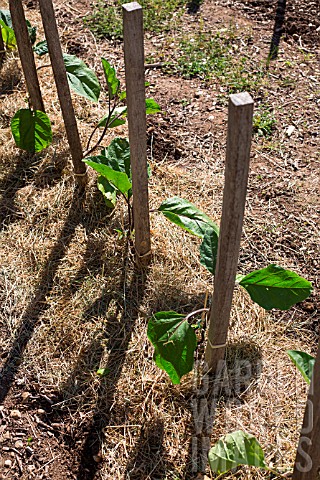 Solanum_melongena_aubergine_plants_and_grass_mulch_in_Vegetable_Garden_Provence_France