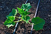 Zucchini plant and irrigation drip in Vegetable Garden, Provence, France