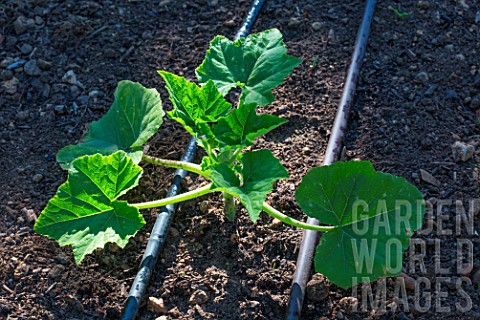 Zucchini_plant_and_irrigation_drip_in_Vegetable_Garden_Provence_France