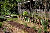Sinapis alba (White mustard) seeding (green manure) to the Vegetable Garden, Provence, France