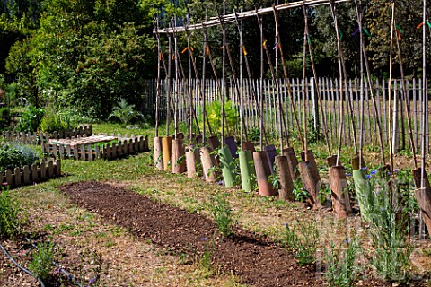 Sinapis_alba_White_mustard_seeding_green_manure_to_the_Vegetable_Garden_Provence_France