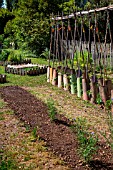 Sinapis alba (White mustard) seeding (green manure) to the Vegetable Garden, Provence, France