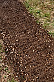 Sinapis alba (White mustard) seeding (green manure) to the Vegetable Garden, Provence, France