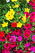 Mixed Calibrachoa Million Bells