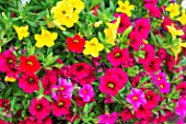 Mixed Calibrachoa Million Bells