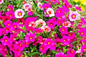 Calibrachoa Million Bells