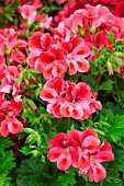 Pelargonium Bella Donna