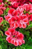 Pelargonium Bella Donna