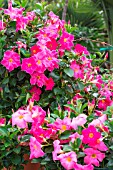 Mandevilla flowers