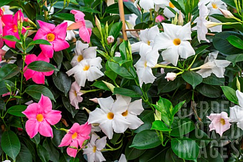 Mandevilla