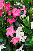 Mandevilla