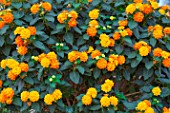 Lantana camara