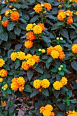 Lantana camara