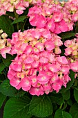 Hydrangea macrophylla