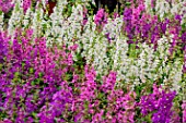 Angelonia flowers, Provence, France