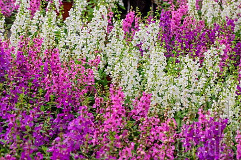 Angelonia_flowers_Provence_France