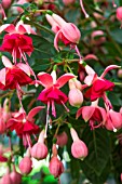 Fuchsia flowers