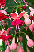 Fuchsia flowers