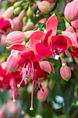 Fuchsia flowers