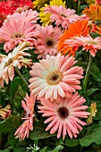 Gerbera flowers