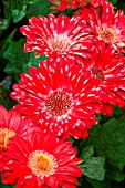 Gerbera flowers