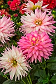 Dahlia (mixed colours)