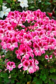 Pelargonium flowers