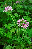 Pelargonium flowers, Provence, France