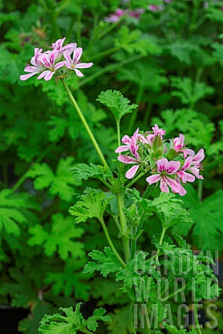 Pelargonium_flowers_Provence_France