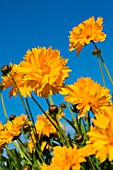 Coreopsis flowers, Provence, France