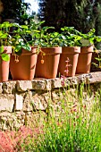 Fragaria vesca (Potted Strawberries), Provence, France